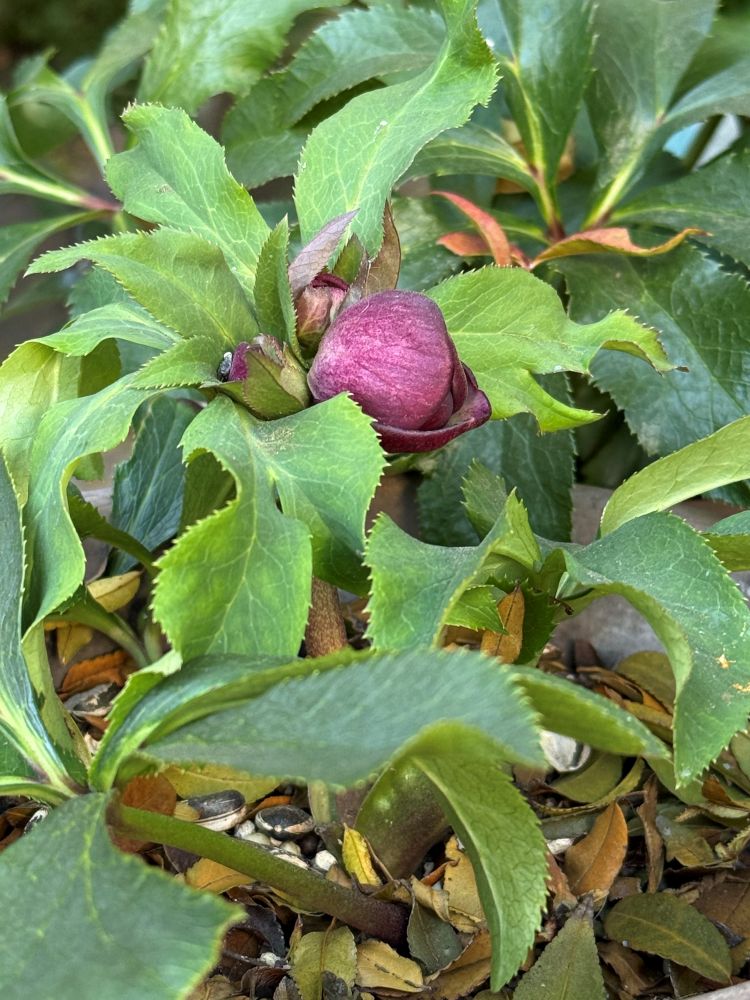 クリスマスローズのつぼみ