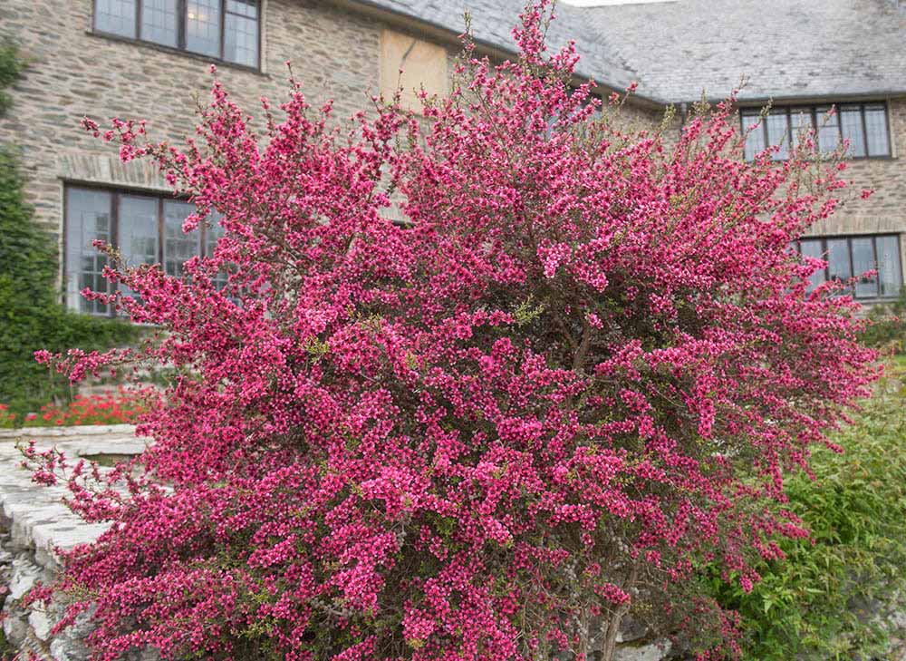 ギョリュウバイ