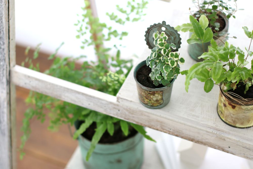 インドアグリーン