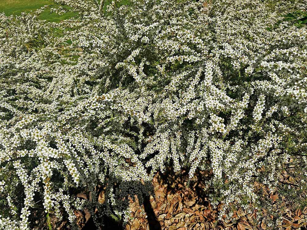 レプトスペルマム・ポリガリフォリウム