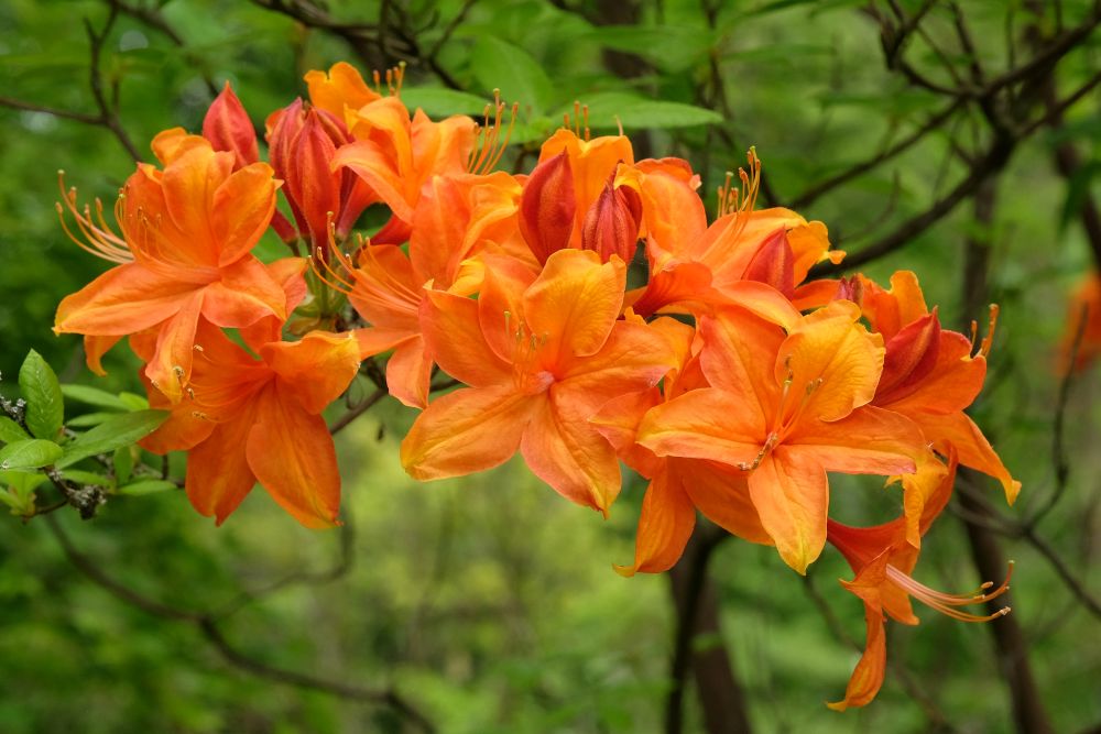 エクスバリーアザレア‘ゴールデンフレア’