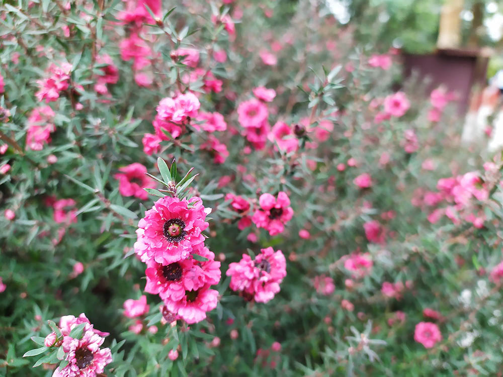 ギョリュウバイ