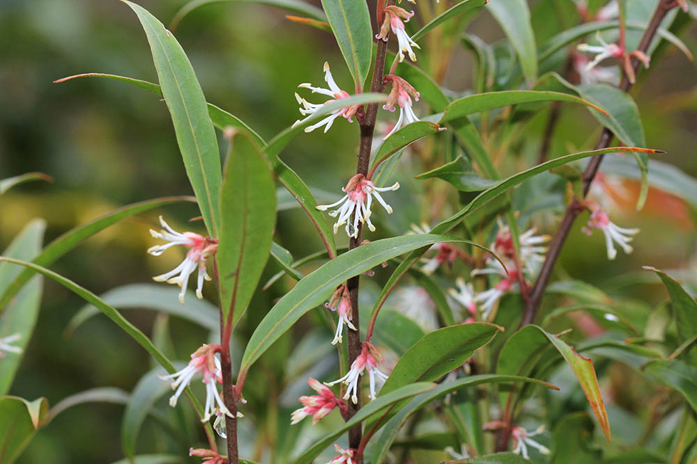 サルココッカ・フーケリアナ Sarcococca hookeriana