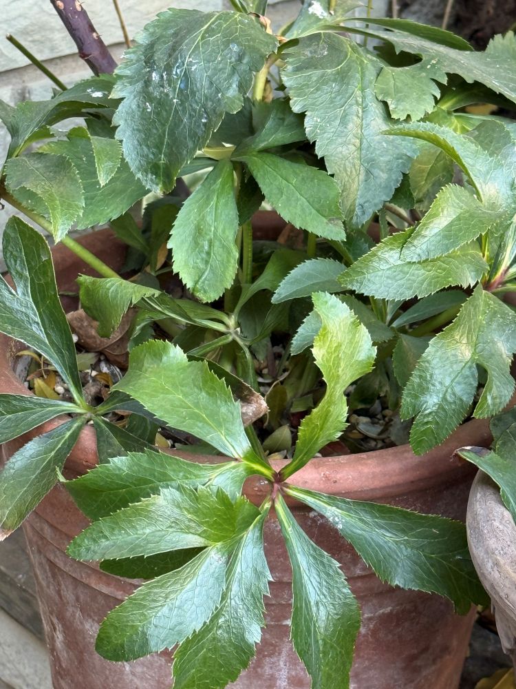 クリスマスローズの古葉