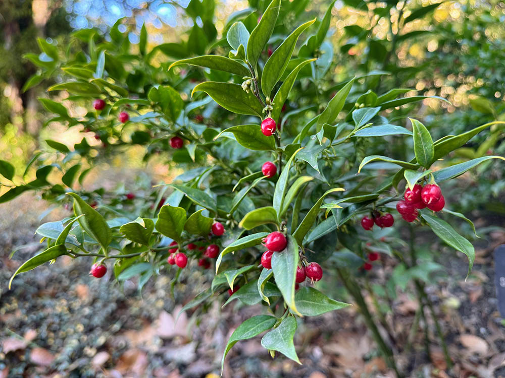 サルココッカ・ルスキフォリア Sarcococca ruscifolia