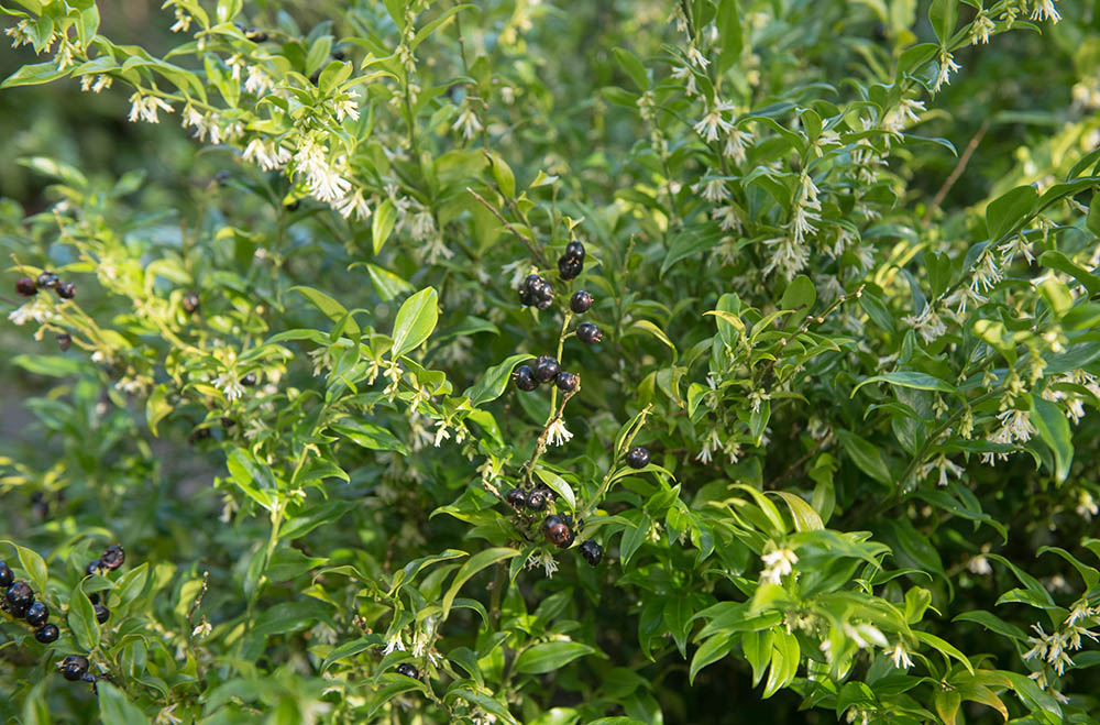 サルココッカ・コンフサ(コンフューサ) Sarcococca confusa
