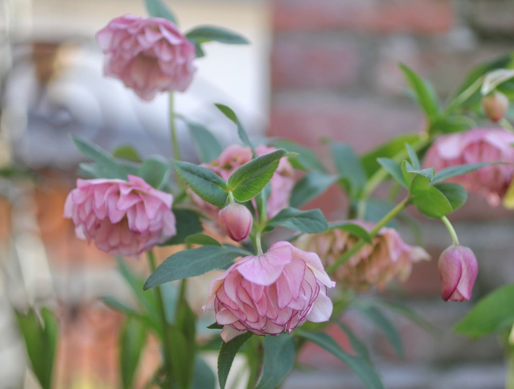 クリスマスローズ