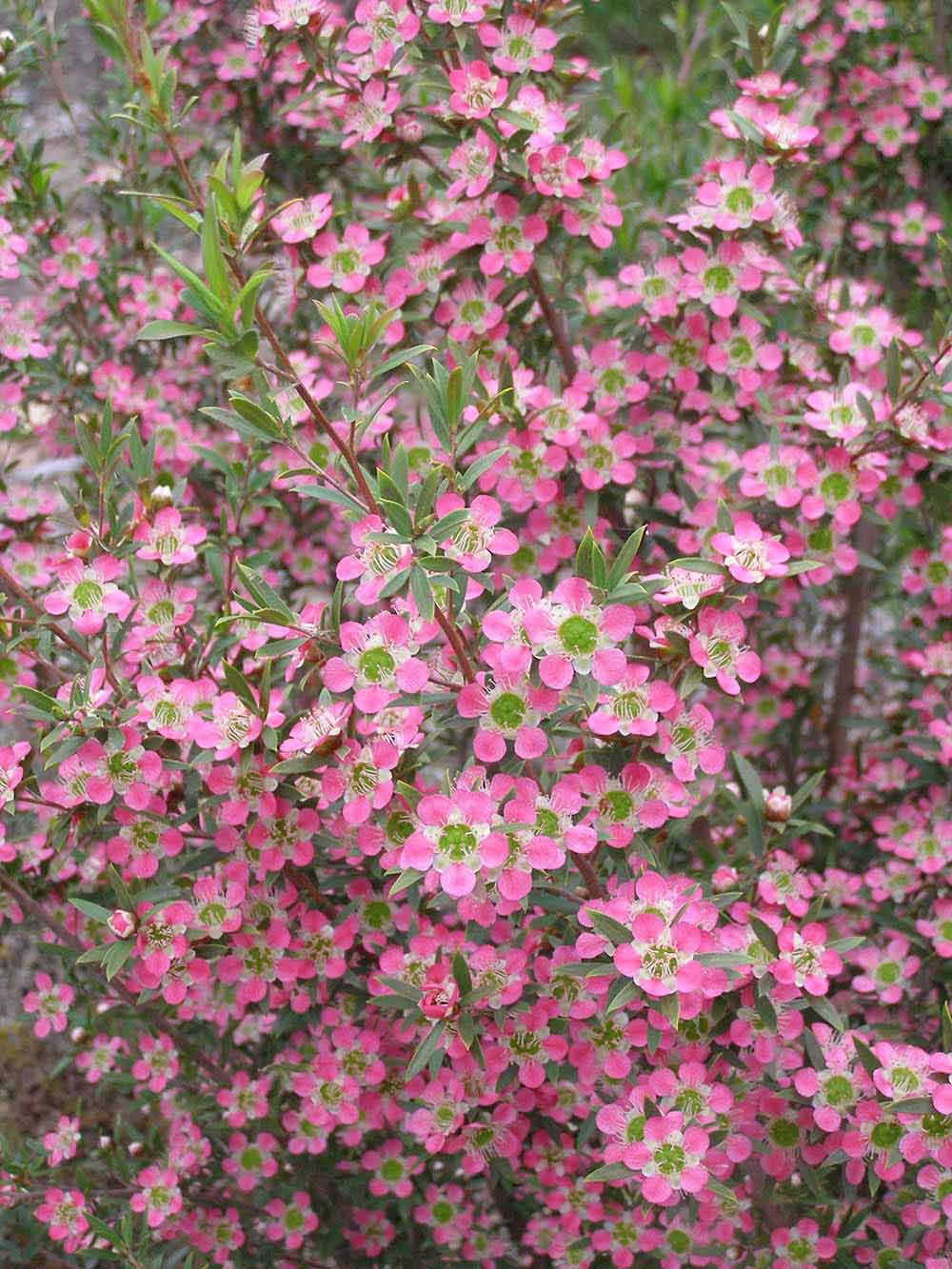 ‘アフロディーテ’ Leptospermum ‘Aphrodite’