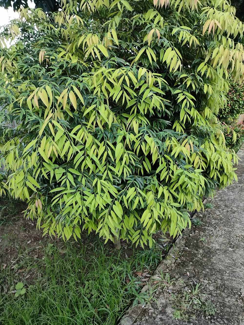 サルココッカ・サリグナ Sarcococca saligna