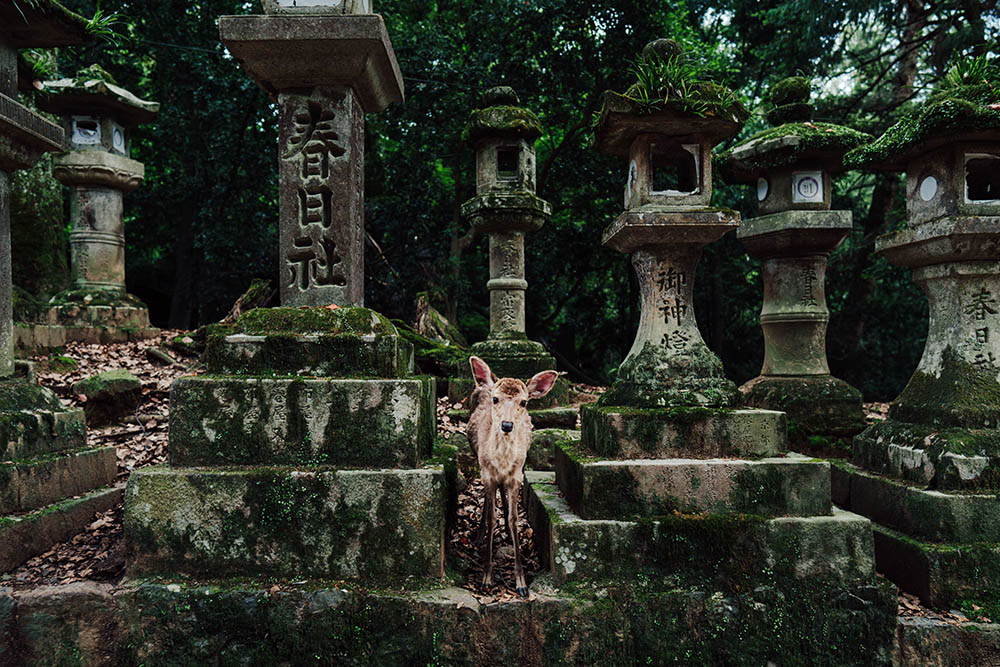 奈良の春日大社の石灯篭