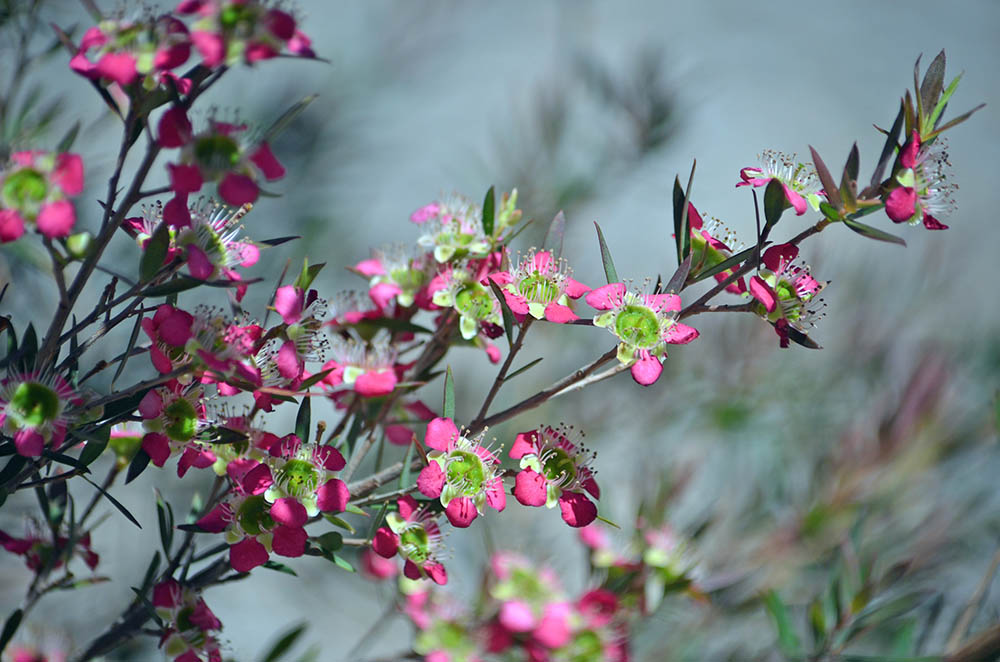 ‘ルドルフ’ Leptospermum ‘Rudolph’