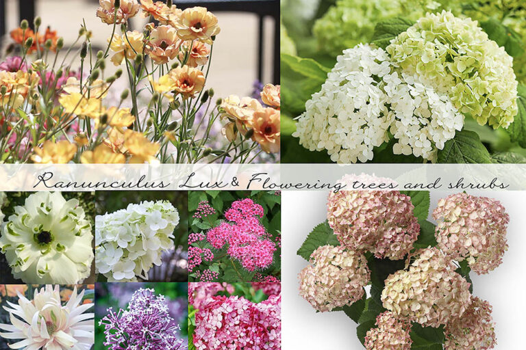 【憧れの花14種】毎年植え替えなくていい？ 「ラックス」と「シュラブ」で叶える、手間なしで美しい春の花壇術