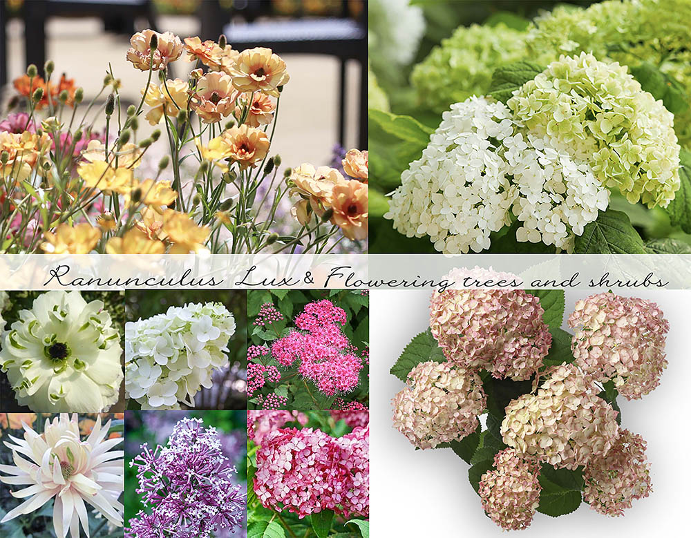 【憧れの花14種】毎年植え替えなくていい？ 「ラックス」と「シュラブ」で叶える、手間なしで美しい春の花壇術