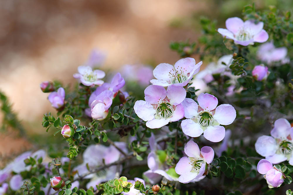 レプトスペルマム 「ラウンドリーフ」 Leptospermum rotundifolium