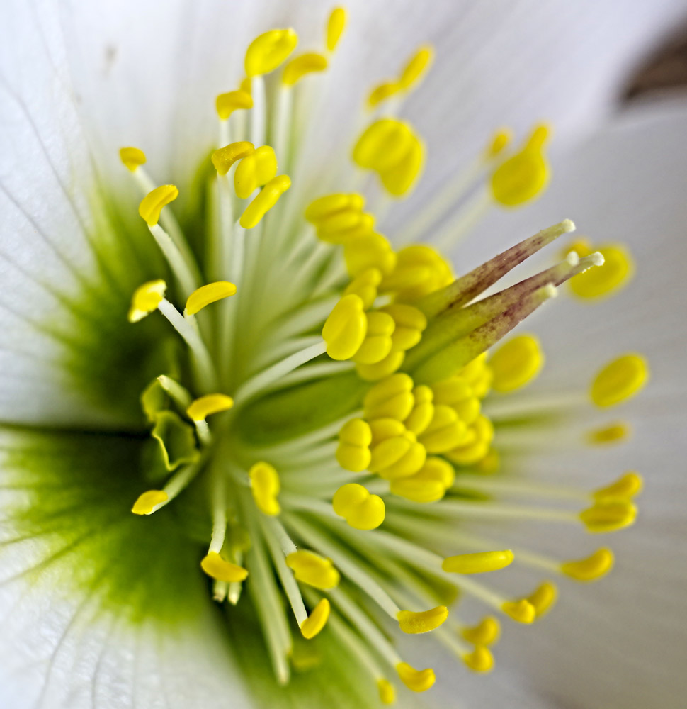 この雄しべの持ち主は・・・?