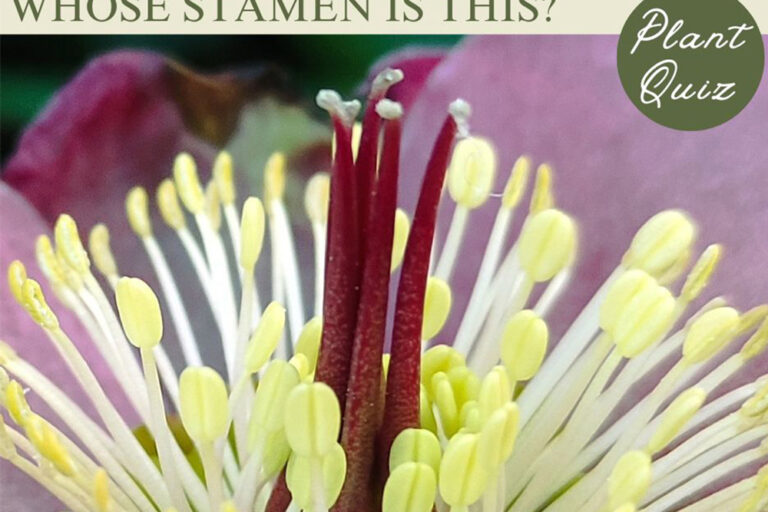 冬の花人気No.1!といえば…この雄しべ、何の花?【Let’s Try! 植物クイズ】Vol.33