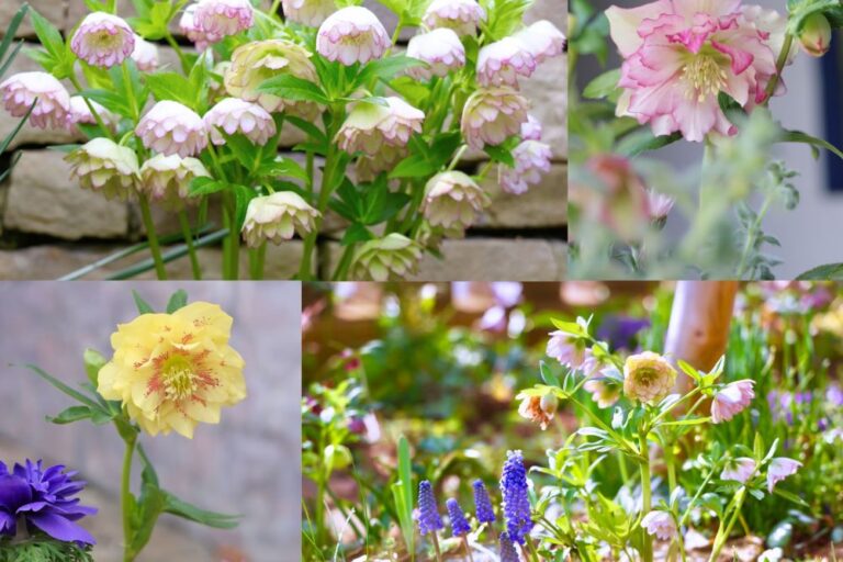 【50名様にチケットプレゼント】2日間だけの夢の祭典——「クリスマスローズの世界展 2026 〜魅惑の花たちの宴〜」開催！