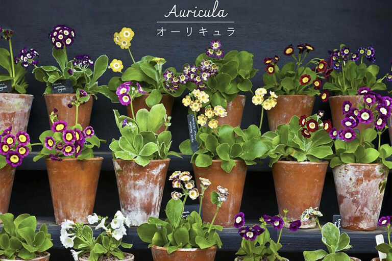 英国の園芸愛好家を虜にした“生ける宝石”オーリキュラとは? 系統別の特徴から、失敗しない夏越しのコツまで徹底解説