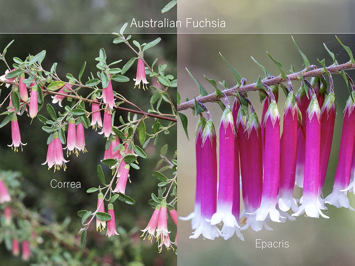 まだあまり知られていない有望株。日本の庭に合う小型オージープランツ「コレア」と「エパクリス」の魅力