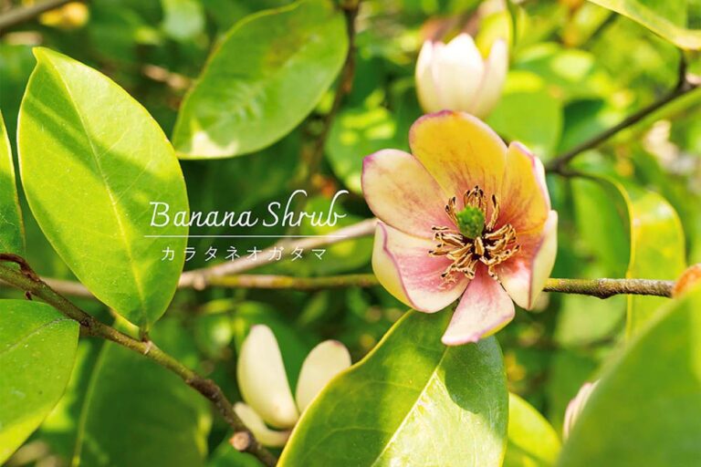 庭からバナナの香り⁉︎ 甘い芳香が魅力の常緑樹「カラタネオガタマ」の育て方