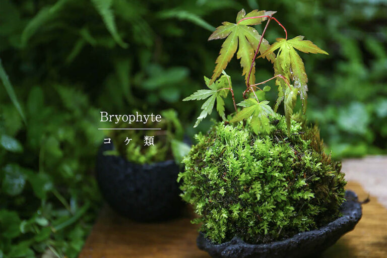 手軽にできる苔（コケ）栽培！ 癒やしの“苔植物”の基礎知識と枯らさない管理術
