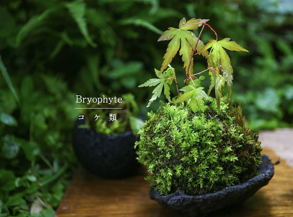 手軽にできる苔（コケ）栽培！ 癒やしの“苔植物”の基礎知識と枯らさない管理術