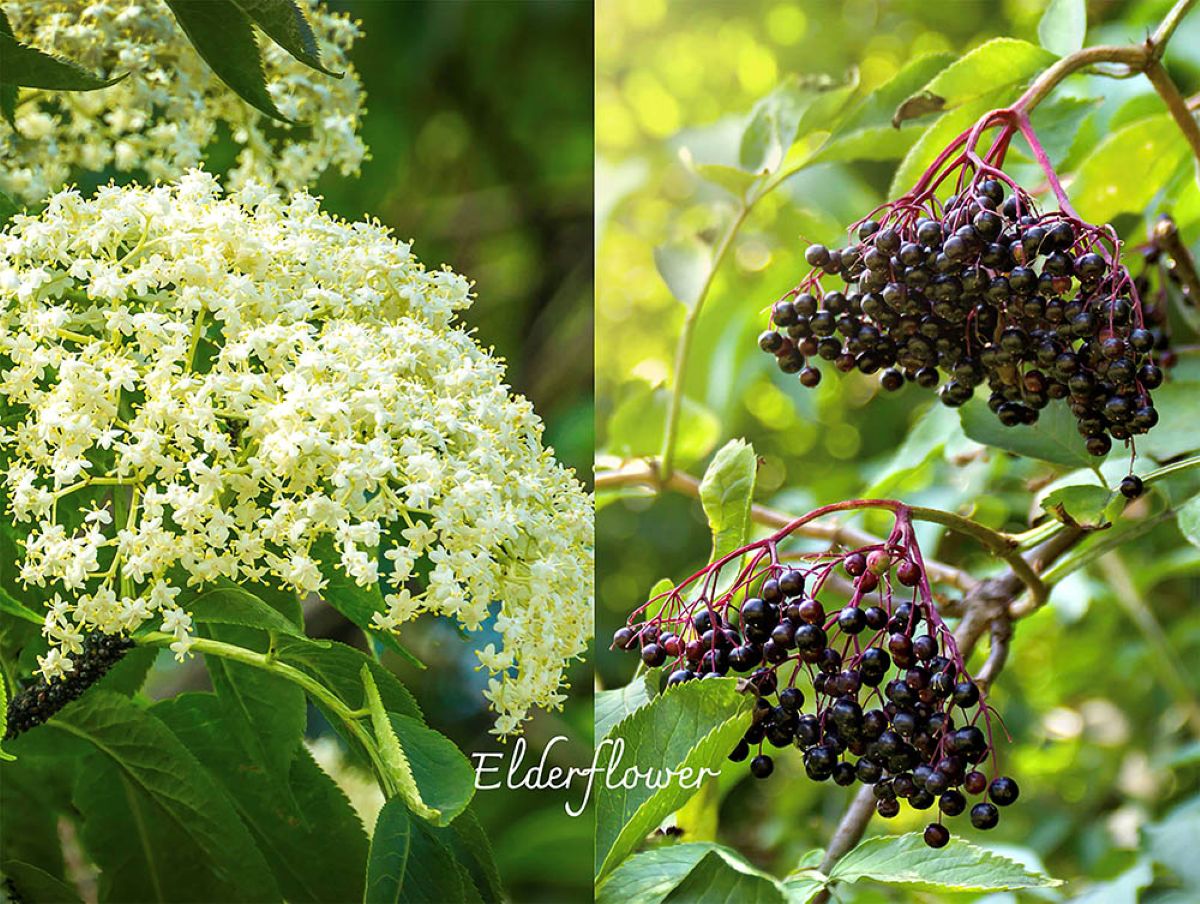 ハリー・ポッター「ニワトコの杖」の正体！ 魔法の木「エルダー」の意外な伝説と育て方