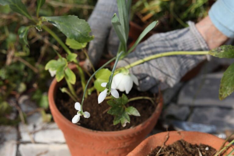 庭の片隅で眠る球根をお引っ越し! お気に入りの鉢に移して「手元の春」を楽しむ方法と注意点