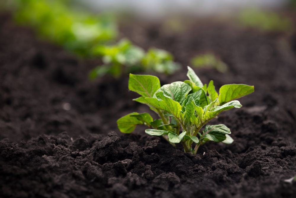 ジャガイモの芽