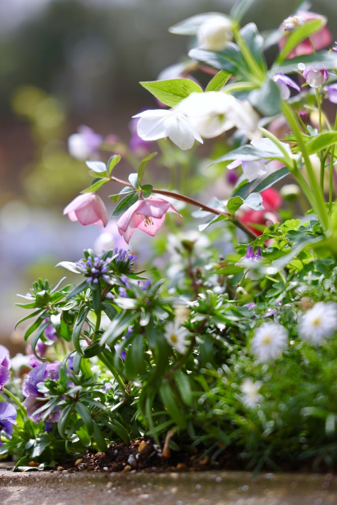 クリスマスローズ