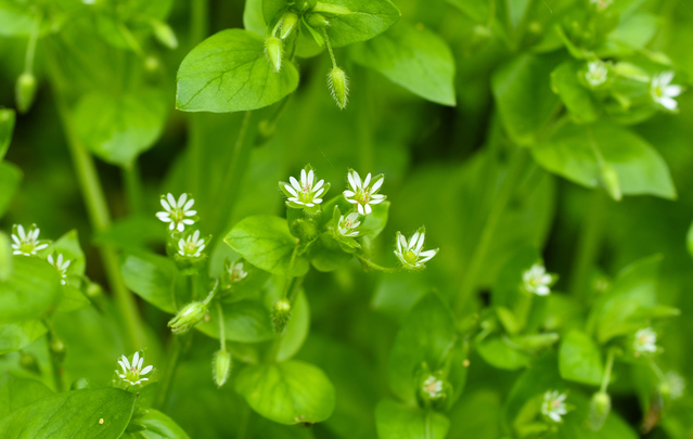 ミドリハコベ。