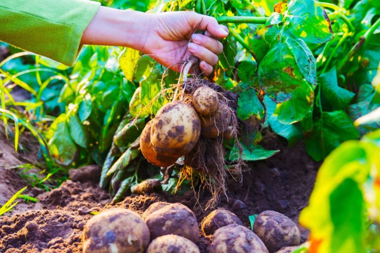 【種イモは食べないで】春のジャガイモ栽培、初心者が失敗しないための基本まとめ