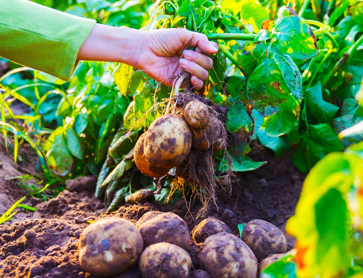 【種イモは食べないで】春のジャガイモ栽培、初心者が失敗しないための基本まとめ