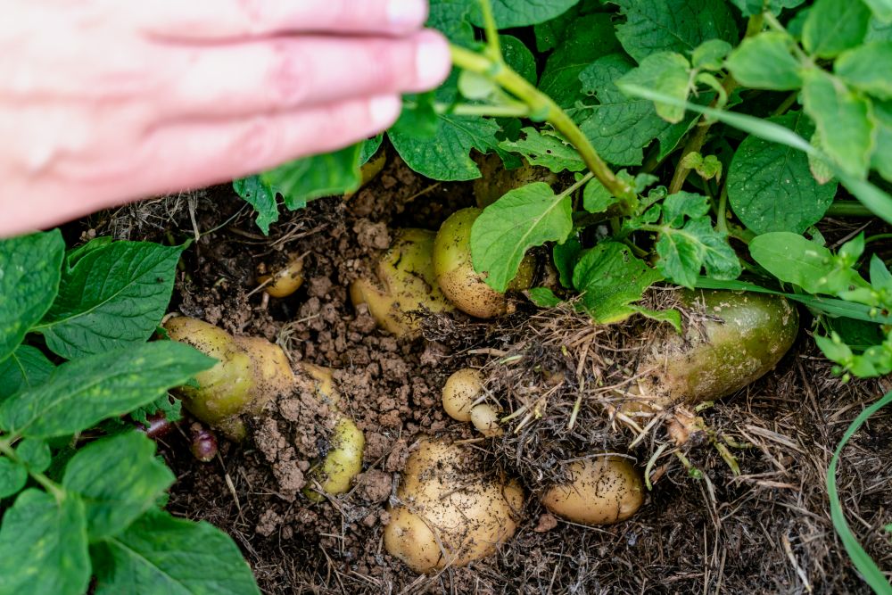 緑色になったジャガイモ