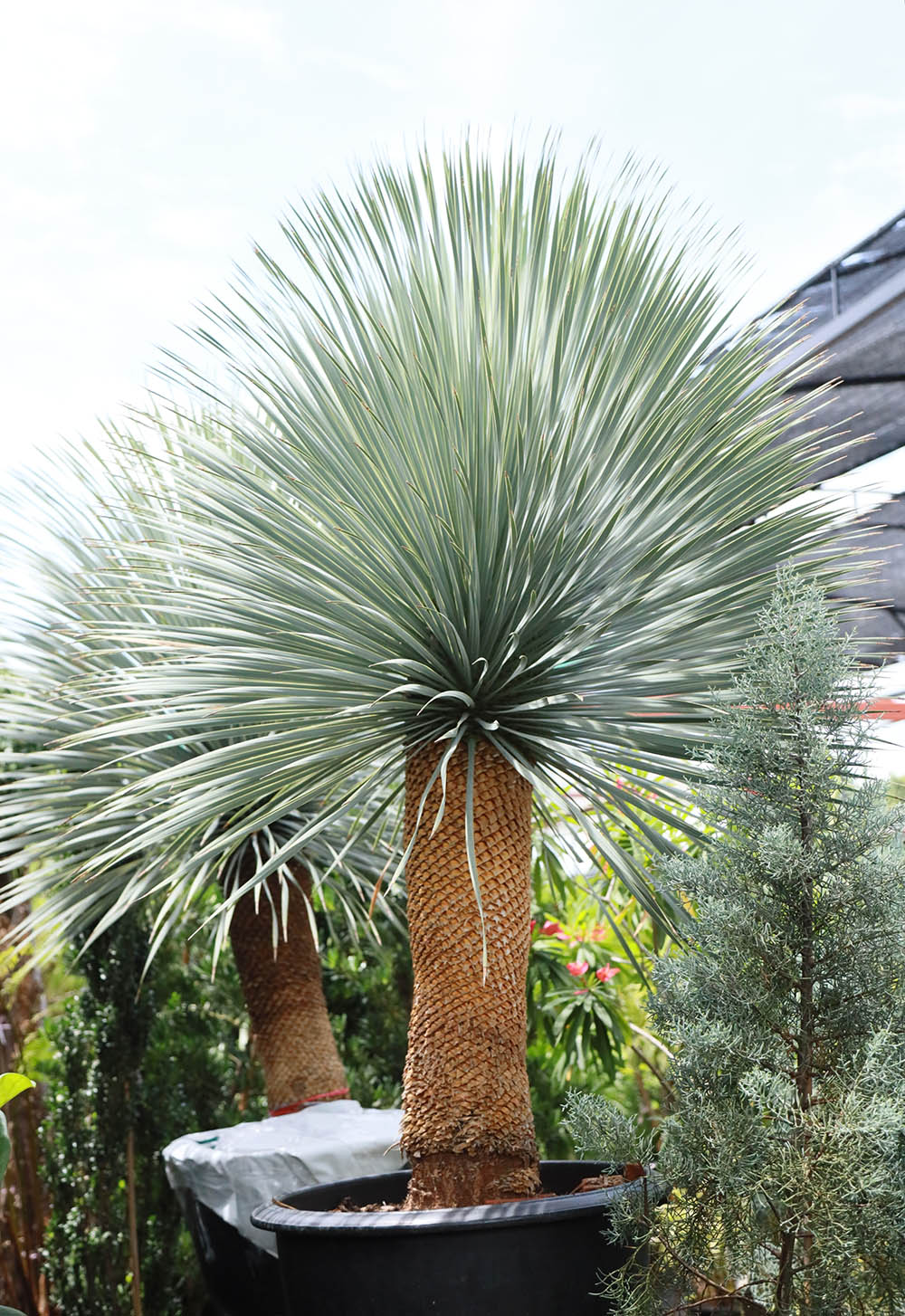 ユッカ・ロストラータ