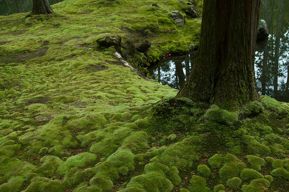西芳寺庭園（京都）