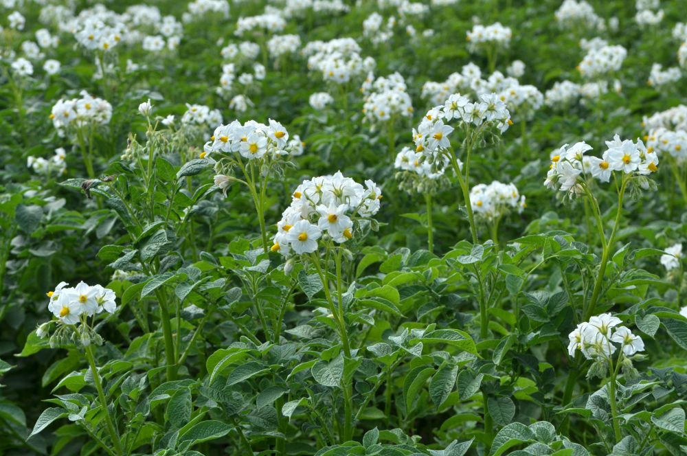 ジャガイモの花