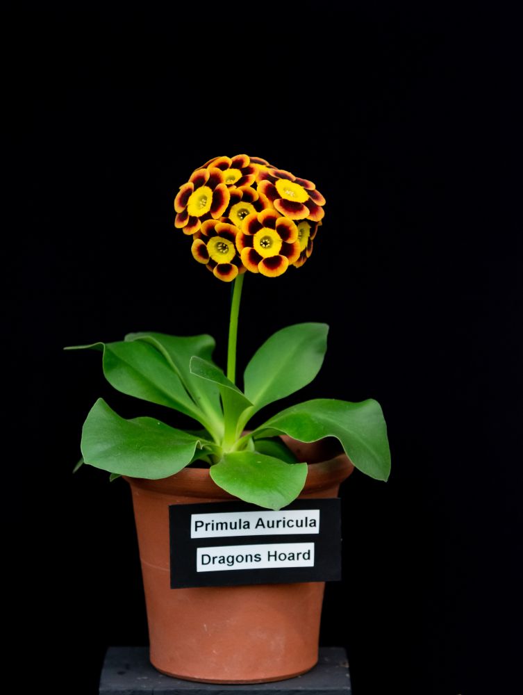 アルパインオーリキュラ（ゴールドセンタード）の‘ドラゴンズホード’ 