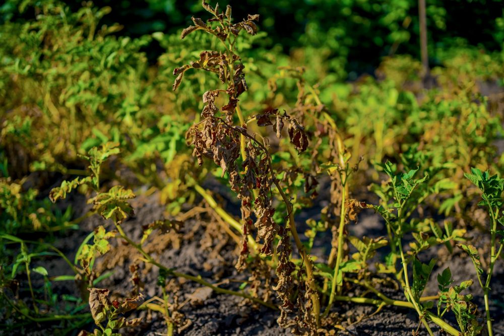 地上部が枯れたジャガイモ