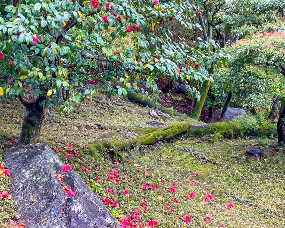 銀閣寺庭園のツバキ