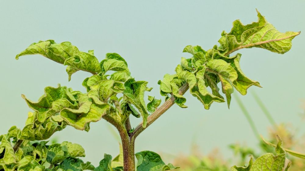 ウイルス病にかかったジャガイモの葉