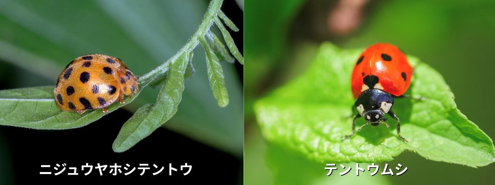 テントウムシ