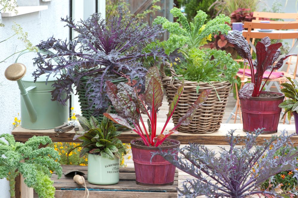 冬の庭が寂しいならコレ！ 見て美しく食べて美味しい「彩り葉野菜」おすすめ9選