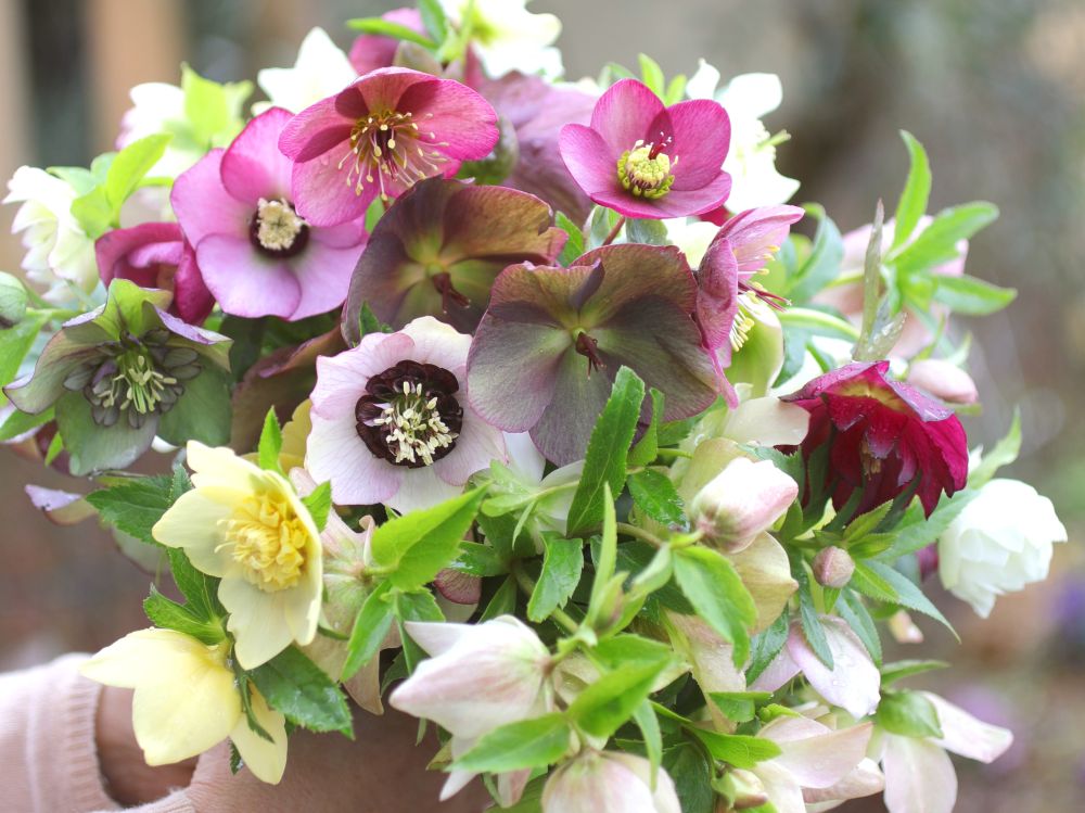 クリスマスローズ