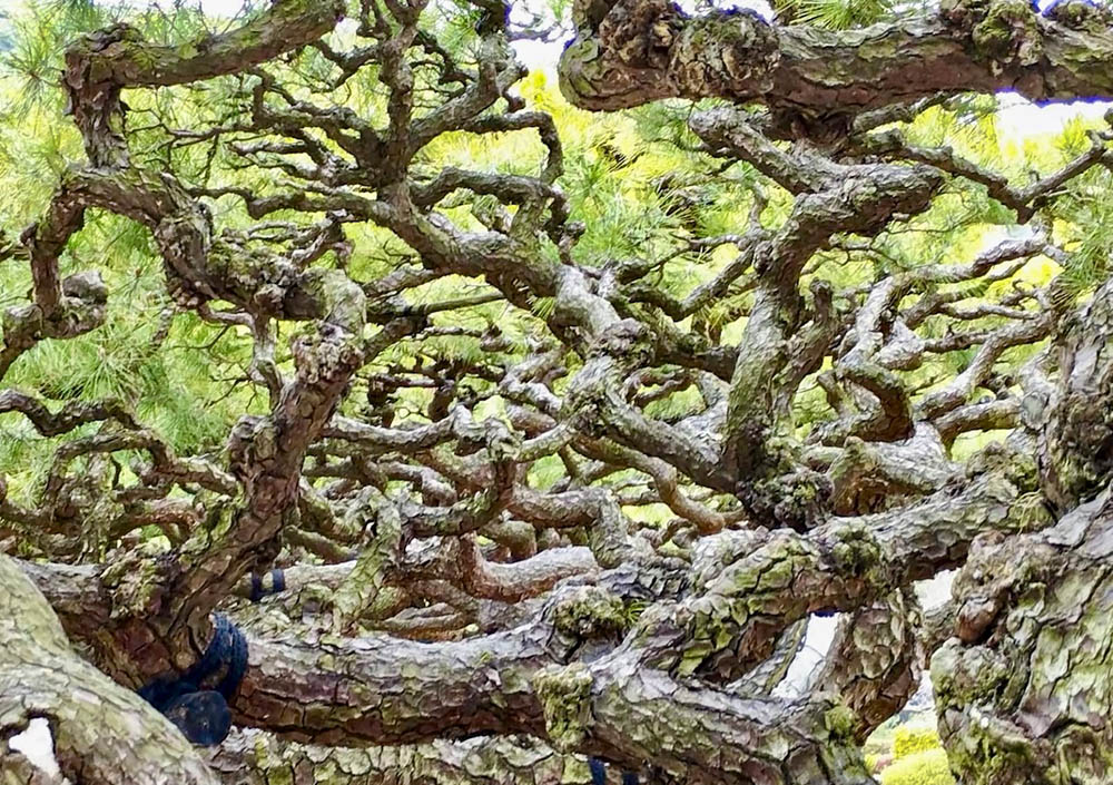 栗林公園（香川・高松市）