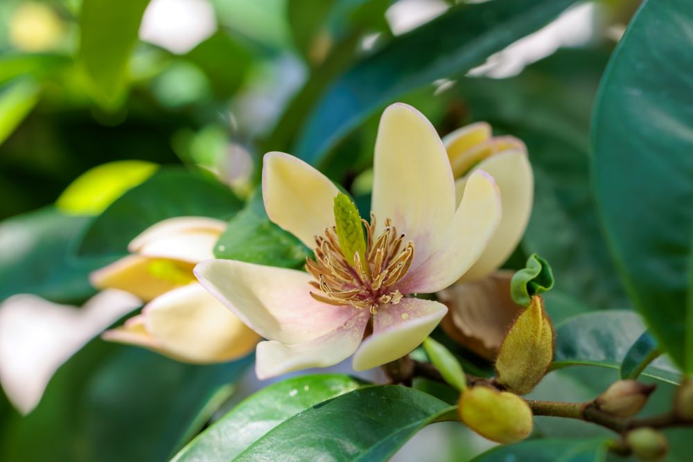 カラタネオガタマ