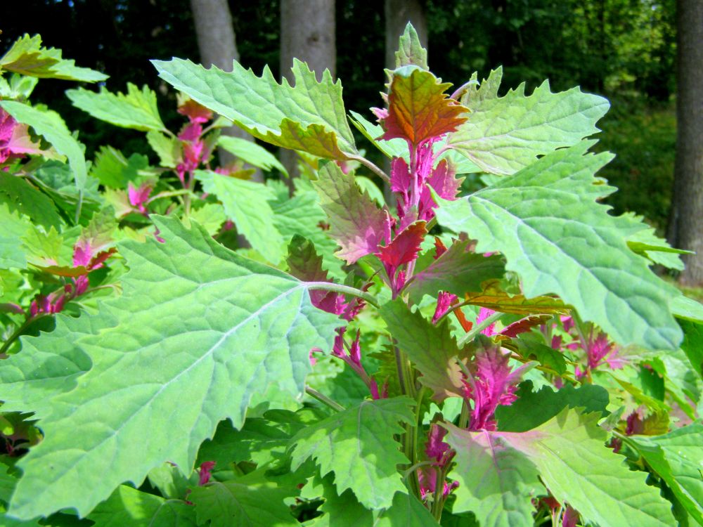 アトリプレックス・ホルテンシス