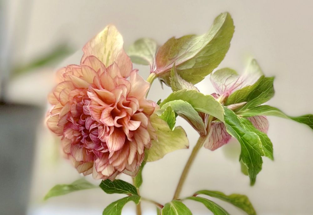 クリスマスローズ‘ソフトアプリコットピコティ’