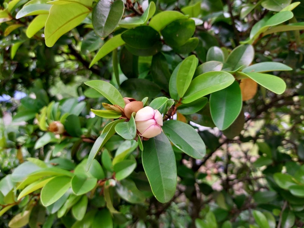 カラタネオガタマ