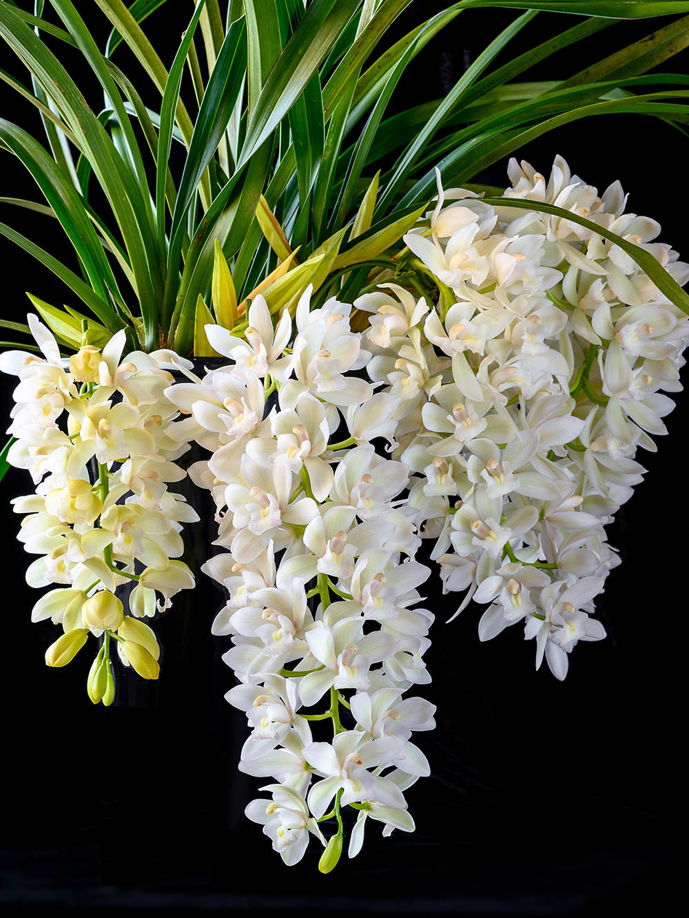 サラジーン’アイスキャスケード’ 